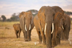 Les éléphants de Guinée