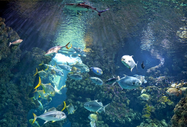 Visiter l'Aquarium tropical