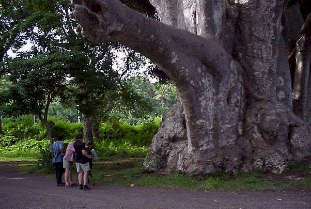 Regard sur le baobab géant
