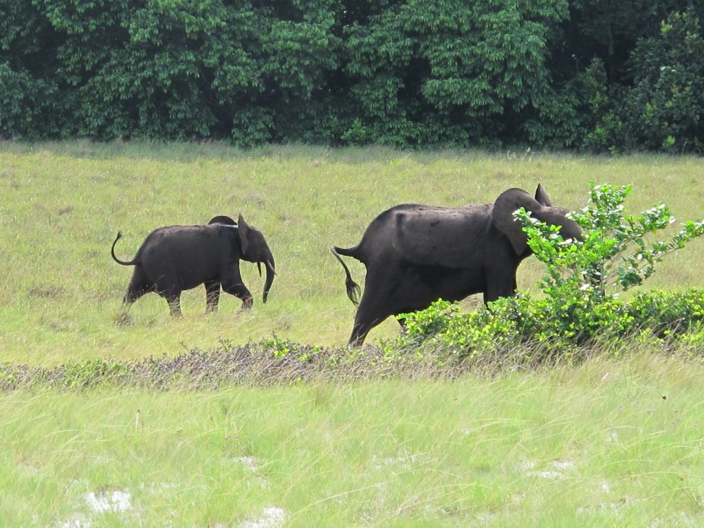 Visiter le Parc national de Loango
