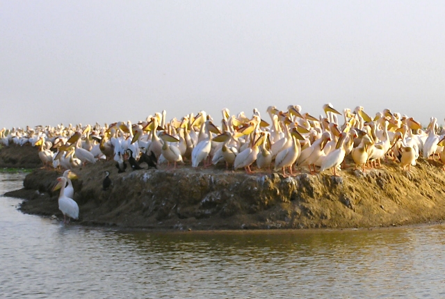 Réserve nationale des oiseaux du Djoudj